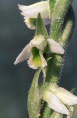 Spiranthes spiralis, 20 septembre 2003, Salies de B�arn (64)