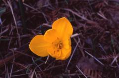 Sternbergia lutea, 14 octobre 2003, Salies de B�arn (64)