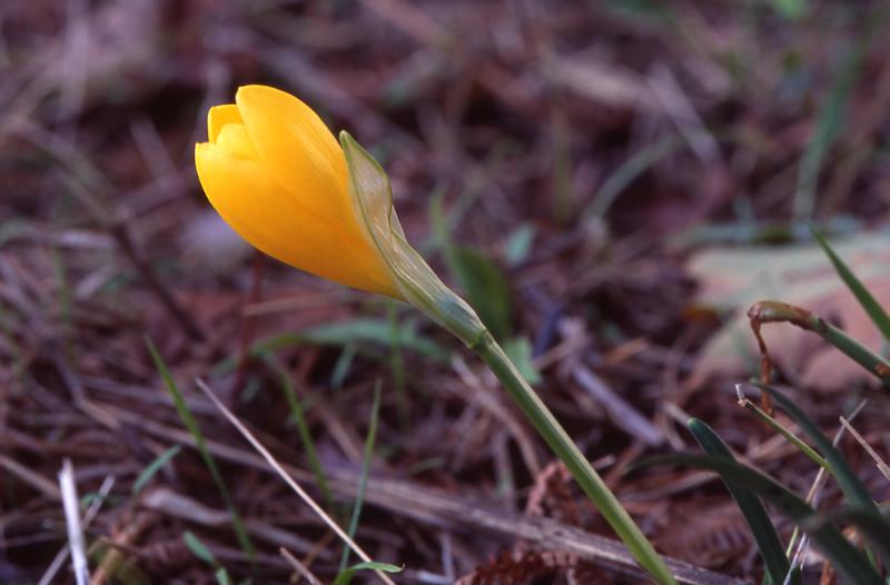 Sternbergia lutea, 14 octobre 2003, Salies de B�arn (64)