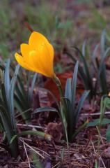 Sternbergia lutea, 14 octobre 2003, Salies de B�arn (64)