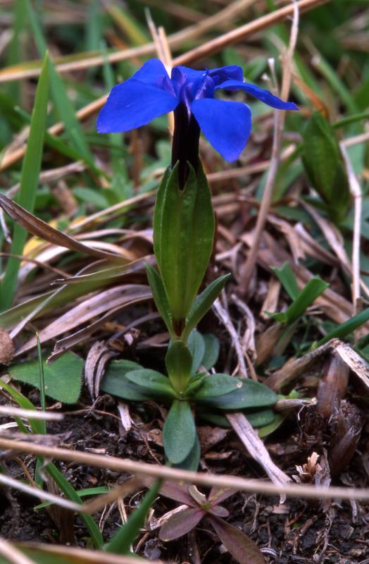 Gentiana verna, 6 d�cembre 2003, Holzart� (64)