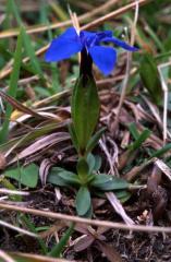 Gentiana verna, 6 d�cembre 2003, Holzart� (64)
