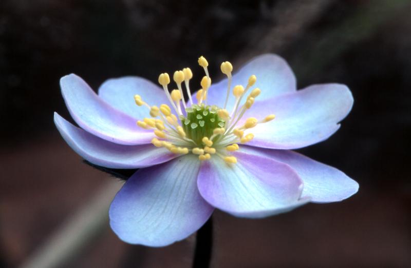 Hepatica nobilis, 1 f�vrier 2004, Holzart� (64)