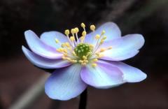 Hepatica nobilis, 1 f�vrier 2004, Holzart� (64)